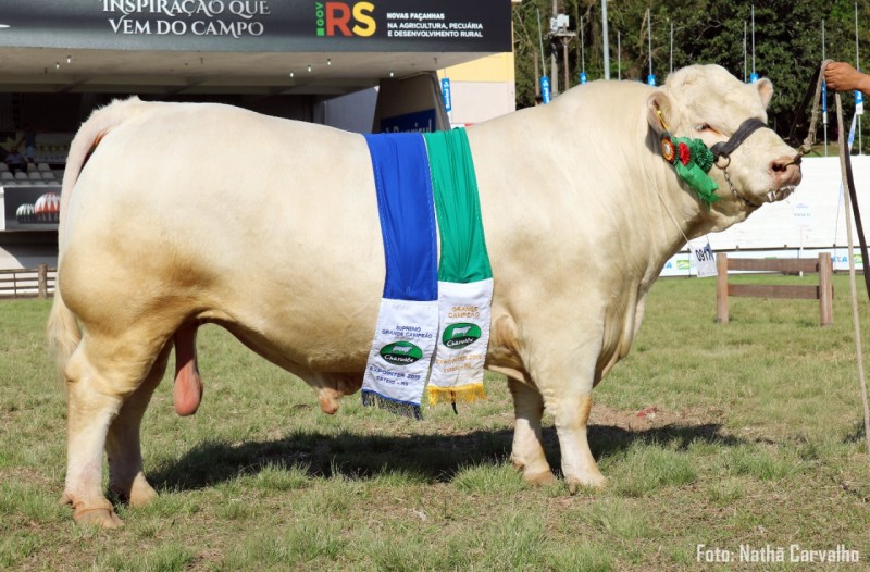 Touro Tarumã que foi o supremo grande campeão da raça Charolês em 2019, volta à Expointer