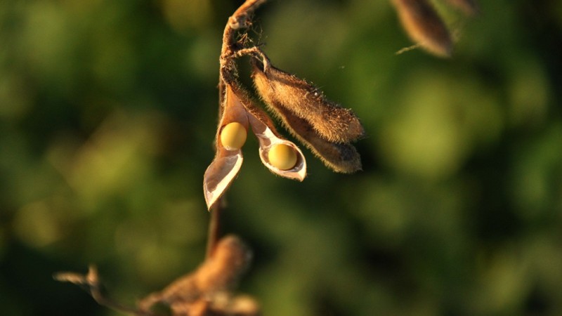 agricultura 02