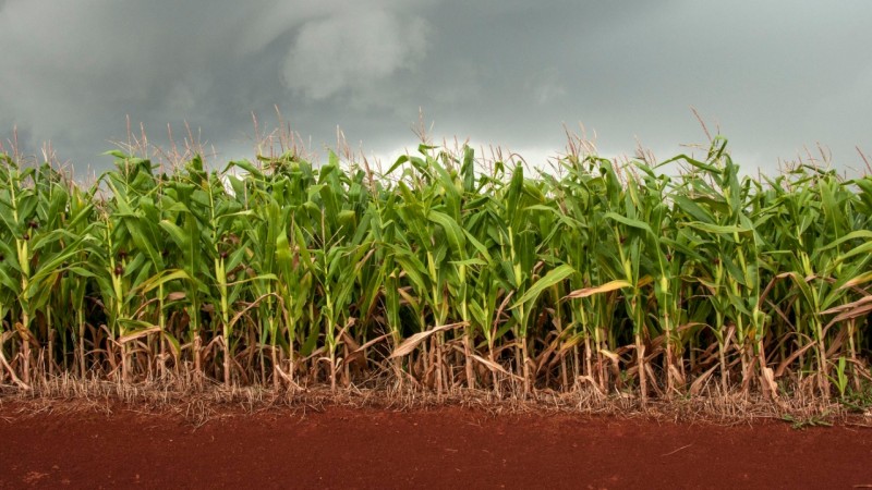 Milho tem estimativa inicial de produção de 6,11 milhões de toneladas no RS