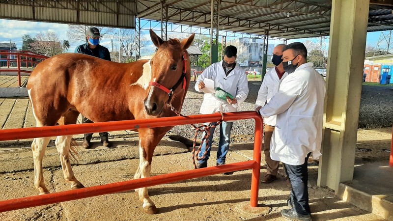 Jonas, Aurélio e Douglas inspecionam um cavalo Paint Horse: o trabalho chama