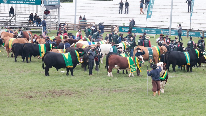 Na cerimônia de abertura, 115 animais, de 89 raças, exibiram suas rosetas e faixas de campeões