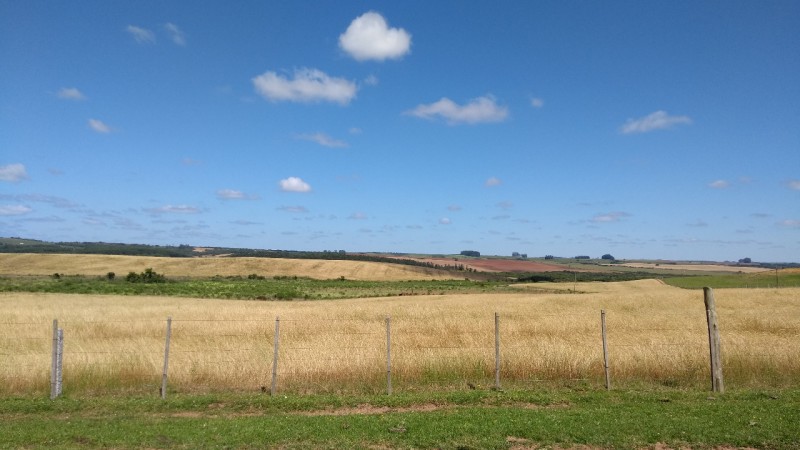 Área de lavoura dessecada com uso de herbicida