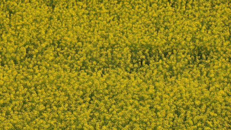 canola p