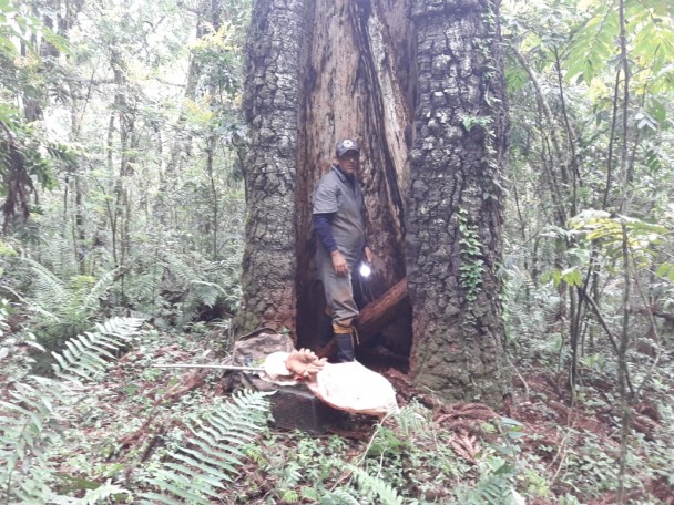 Troncos ocos de árvores e cavernas são alguns dos esconderijos habituais dos morcegos