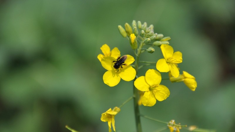 agricultura 06