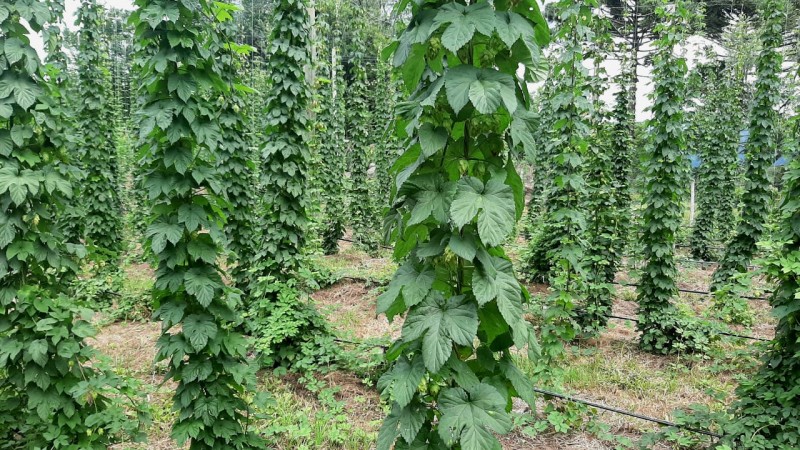 Cultivo de lúpulo na serra gaúcha