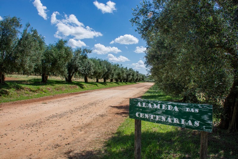 Alameda das Centenárias possui árvores de 130 anos