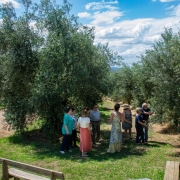 grupo conhece as oliveiras da Olivas do Sul