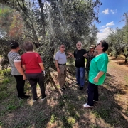 Grupo passeia pelas oliveiras