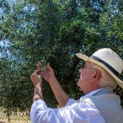 José Alberto Aued fala com entusiamo das oliveiras