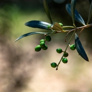 Olivas em crescimento na Olivas do Sul