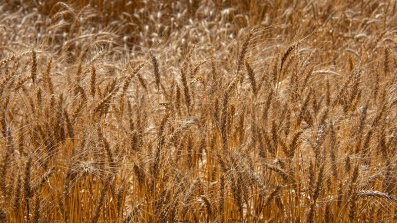 trigo no campo