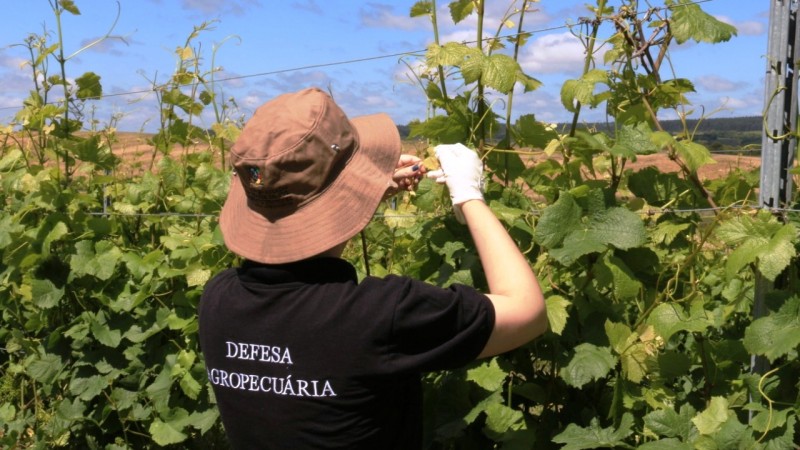 Fiscal em coleta de amostras de deriva