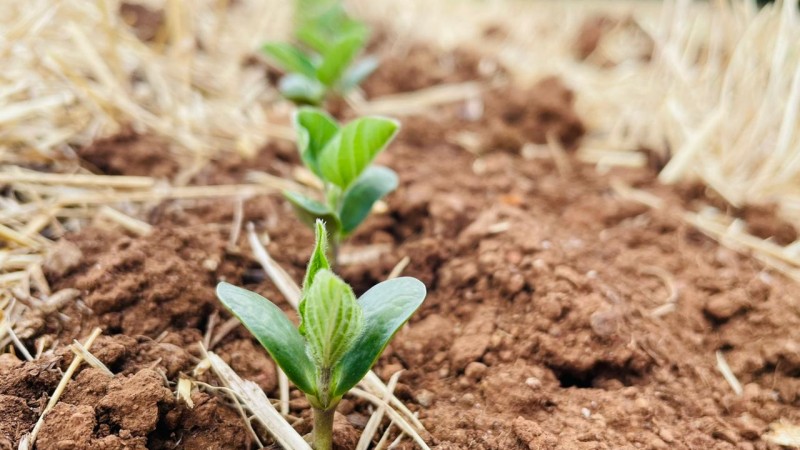 Soja está em germinação e desenvolvimento vegetativo no Estado