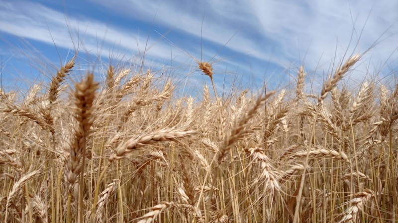 Campo de trigo