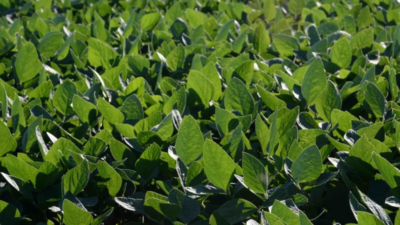 Plantação de soja, folhas verdes