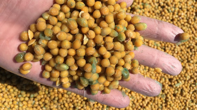 Sementes tratadas com agrotóxicos eram lavadas para serem comercializadas para consumo humano e animal