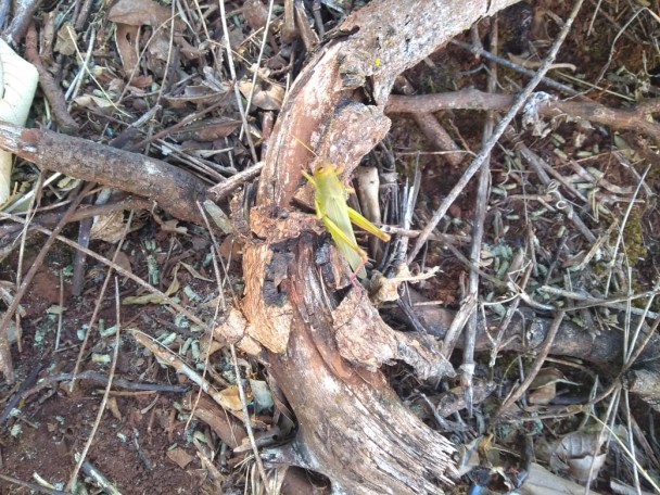 Os gafanhotos das espécies Zoniopoda iheringi e Chromacris speciosa são nativos do Rio Grande do Sul