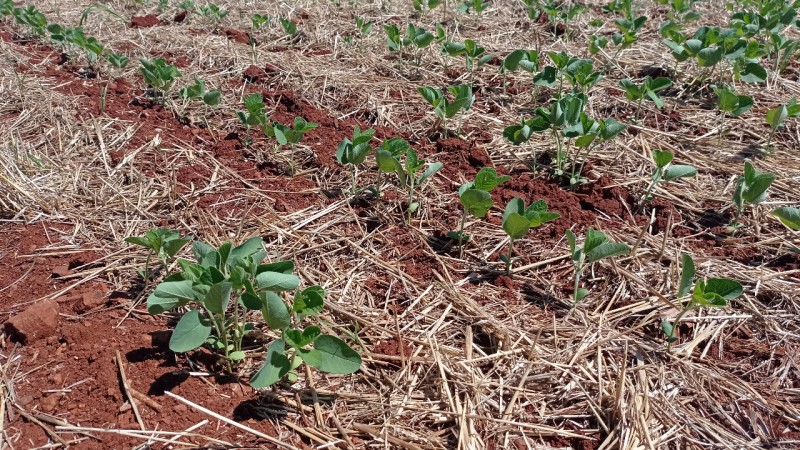 Do total plantado, 90% está em fase de germinação ou desenvolvimento vegetativo, 10% em floração