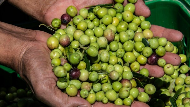Em franca expansão, olivicultura gaúcha vem ganhando destaque internacional