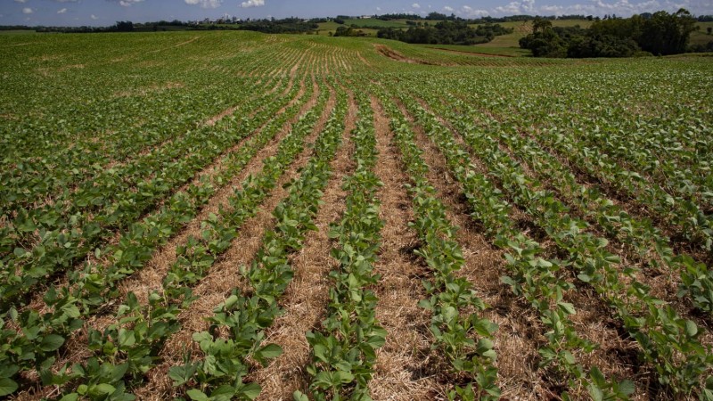Por conta da estiagem, alguns produtores não conseguirão efetuar o plantio no período preferencial ou terão que replantar o grão