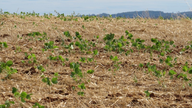  Em algumas lavouras, há morte de plantas ainda na fase inicial do cultivo