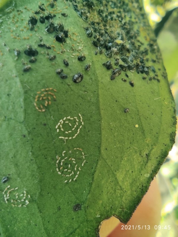 Ocorrência de mosca-negra-dos-citros em Porto Xavier