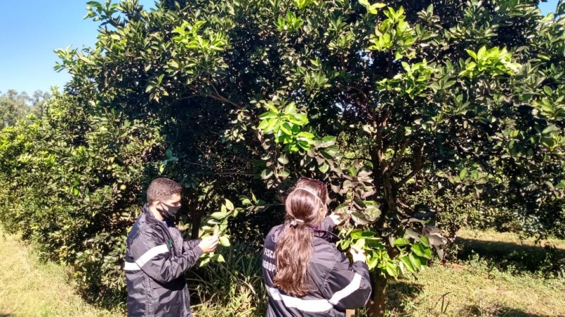 Fiscais encontraram primeiro registro de mosca-negra-dos-citros em Porto Xavier