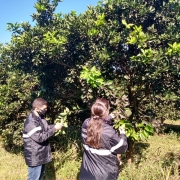 Fiscais encontraram primeiro registro de mosca-negra-dos-citros em Porto Xavier