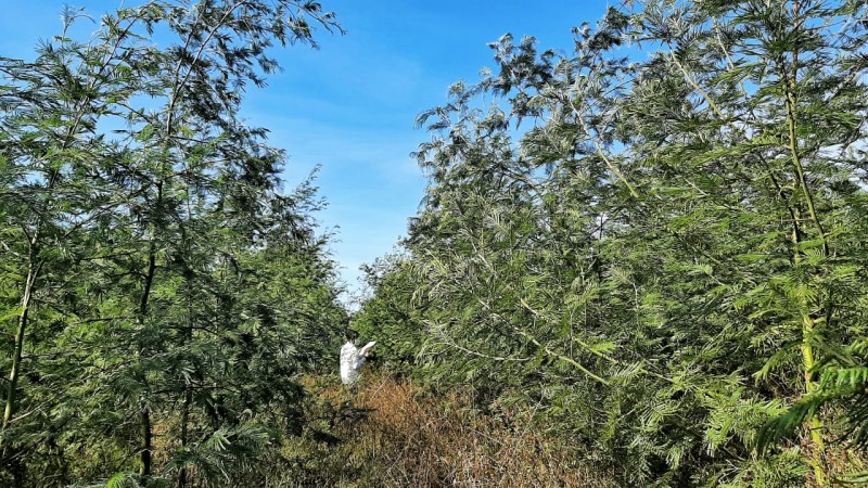 Floresta jovem de acácia negra em Capela de Santana Foto Fernando Dias Seapdr
