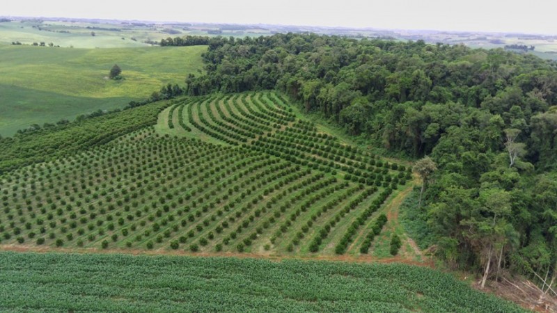 Imagem aérea de pomar de citros.