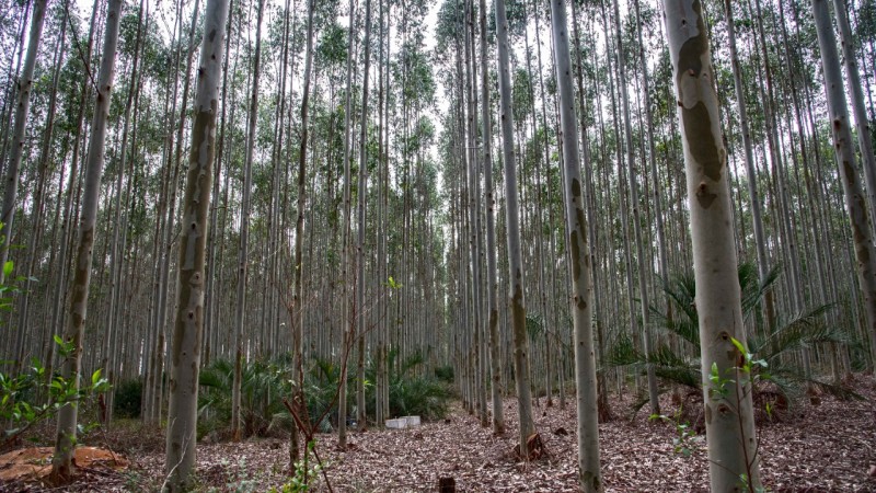 floresta de pinus