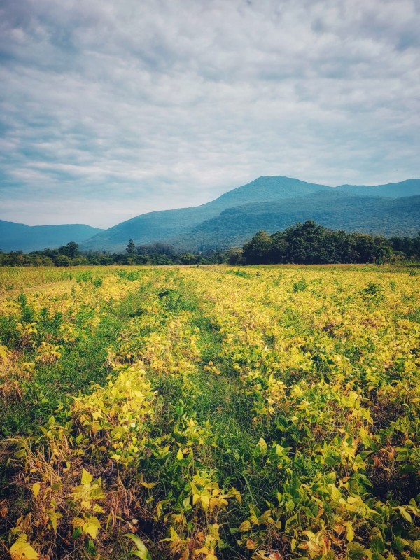nova cultivar feijão 2