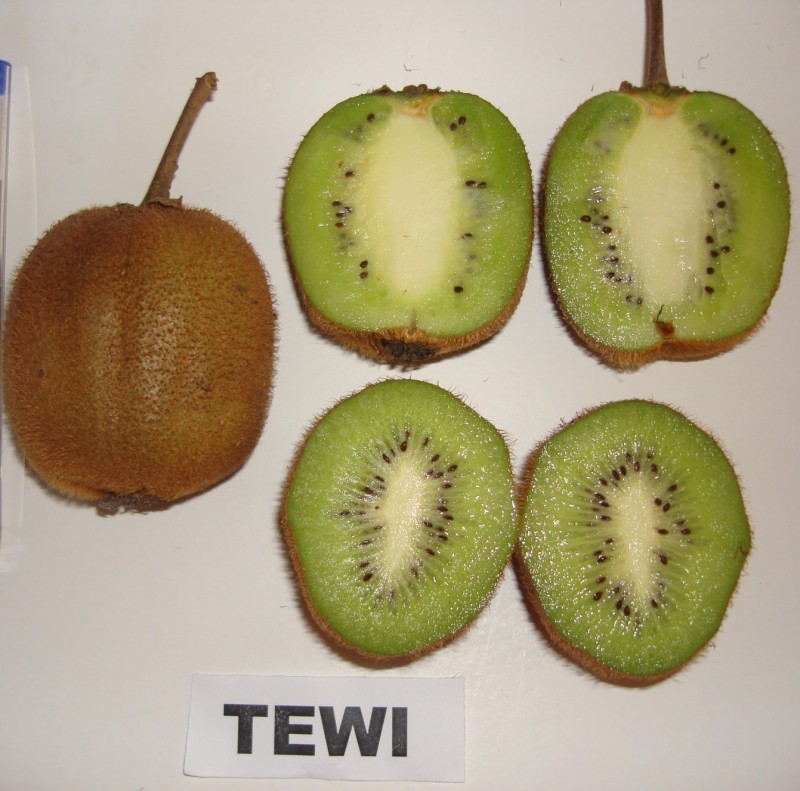 frutos Tewi