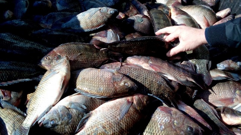 As feiras do peixe espalhadas pelo RS devem movimentar em torno de R$ 70 milhões