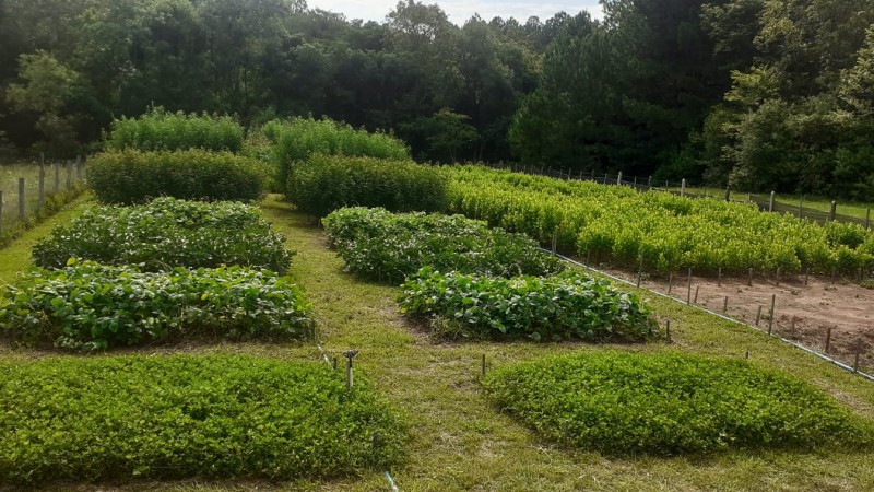 O que as plantas têm a nos dizer sobre o solo em que se encontram?