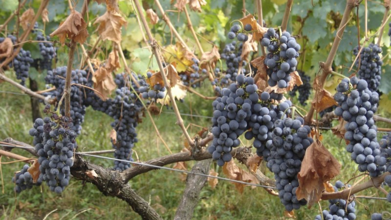 Videiras de Cabernet Sauvignon com sintomas de déficit hídrico devido ao solo raso