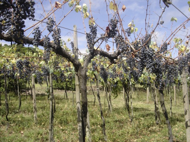 Videiras de Cabernet Sauvignon com sintomas de déficit hídrico devido ao solo raso