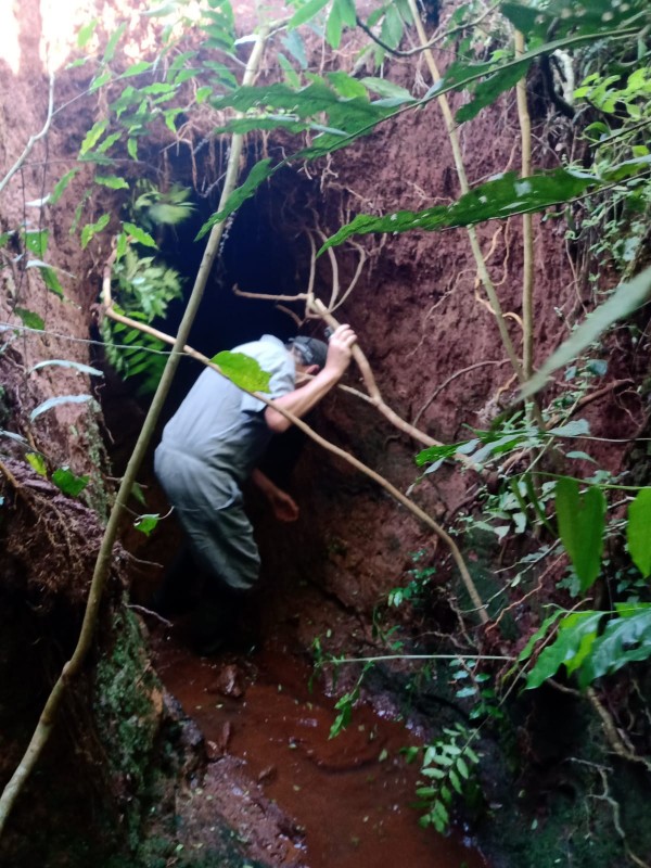 Morcegos podem estar em tronos, cavernas, fendas de rochas, furnas, túneis, pontes, entre outros locais