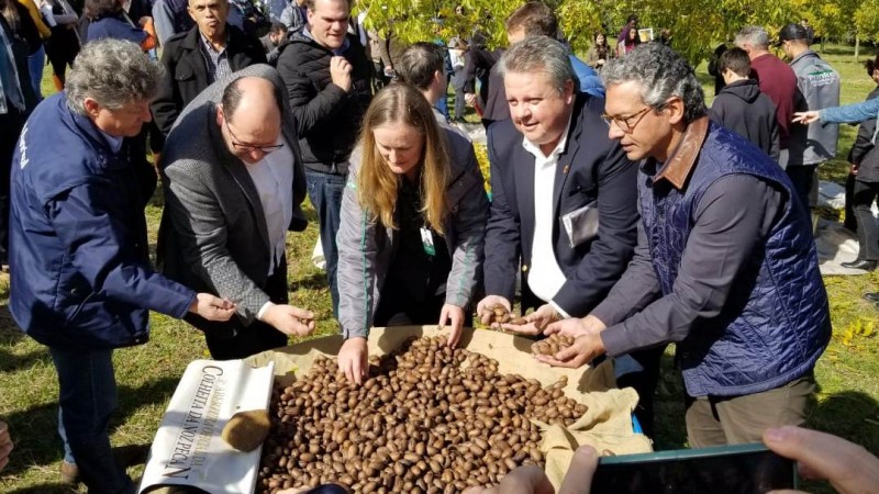 Produção gaúcha está estimada em 4,2 mil toneladas de noz-pecã neste ano