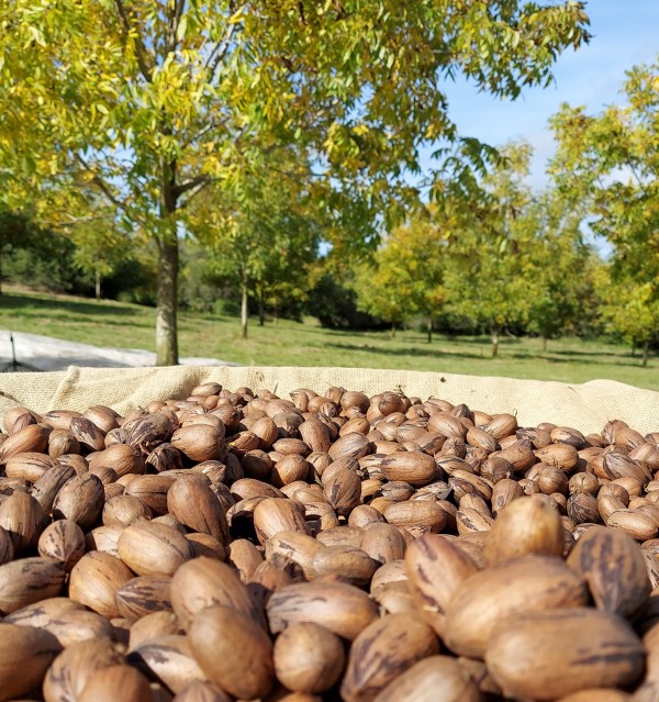 No Estado, há cerca de 6,6 mil hectares cultivados com nogueiras-pecã