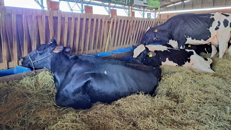 Morena, a vaca holandesa campeã da Expointer 2021 Foto Fernando Dias Seapdr
