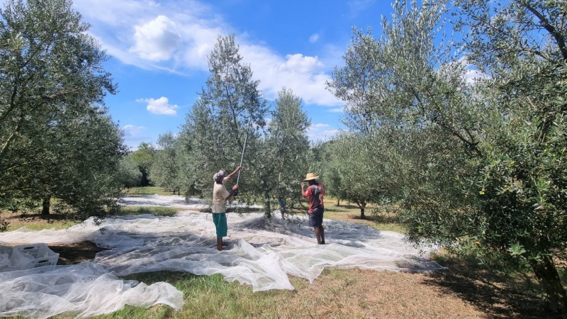 Olivicultura está presente em 108 municípios gaúchos