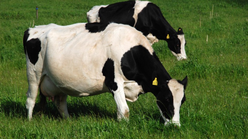 Duas vacas da ra&ccedil;a holandesa pastando