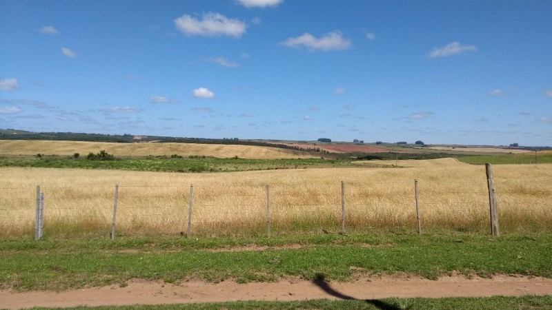Área de lavoura dessecada com uso de herbicida