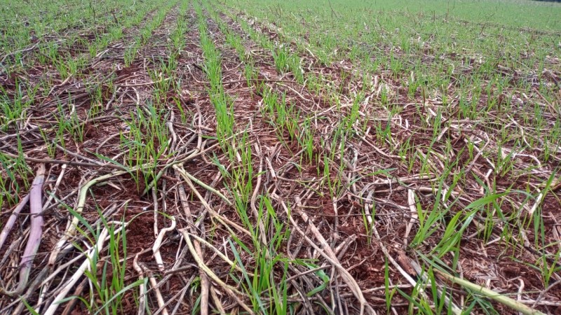 Campo de trigo brotando