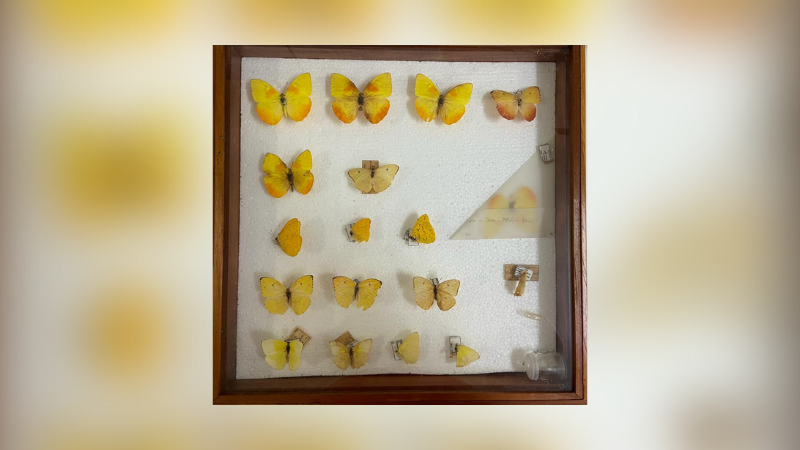 Gaveta entomológica com Lepidoptera (borboletas)
