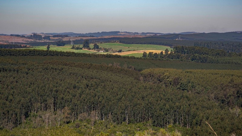 Floresta plantada