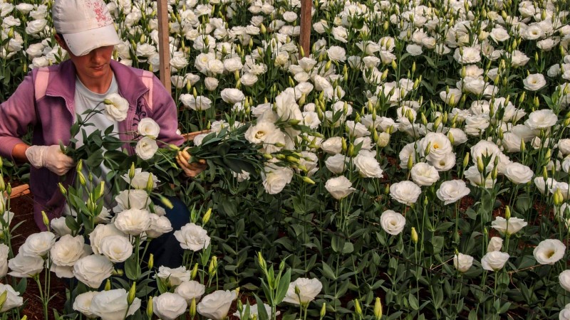 Plantio de rosas, de Fernando Dias Seapdr