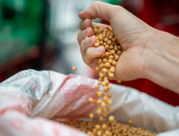 Soja é uma das principais commodities do Estado